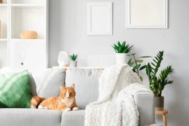 Top 10 stylish pet-friendly furniture pieces for your home decor-cat sitting on a sofa